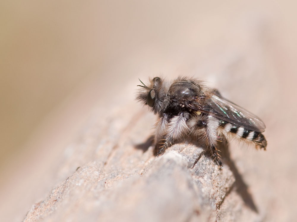Pycnopogon spec